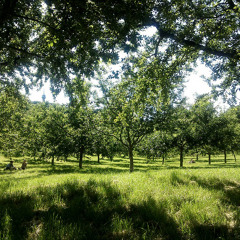 Fililibi - Live at Ryba na Ruby Klub, Prague