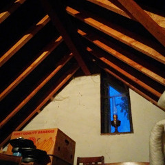 Pipistrelle Bats in the loft