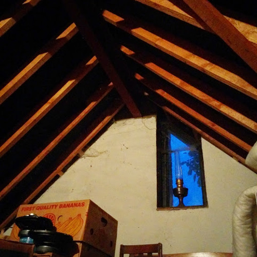 Pipistrelle Bats in the loft