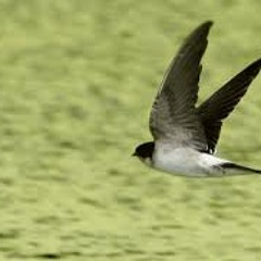 LA RONDINE d'après PUCCINI
