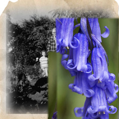 Bluebells against a Grey Sky