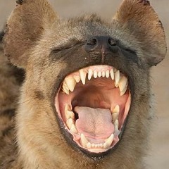 Fahir Öğünç - Sırtlan Taklidi (22.5.2015) [Modern Sabahlar]