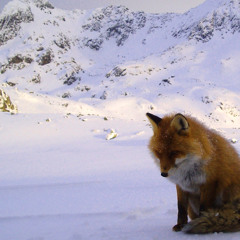 Michael Connell Interviews Foxy Jeff - Radio - Feature - .mp3