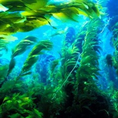 Verde agua