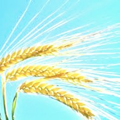 L'épi, les pies l'épient et pis les psys épient l'épilepsie