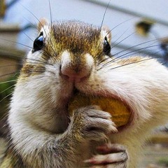 esquilorato (beat a venda R$50,00)