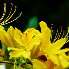 Alles im Garten blüht