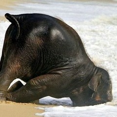 Drunken Elephant