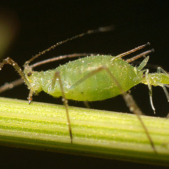Aiffid Ay
