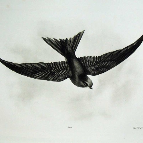 Bibio + Ex Confusion - Swift