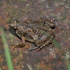 Frog Chorus - Waller Creek 5 - 29 - 15