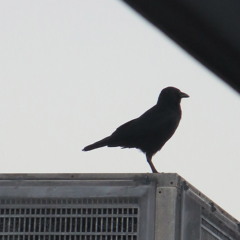 Autumnal Hometown Blues