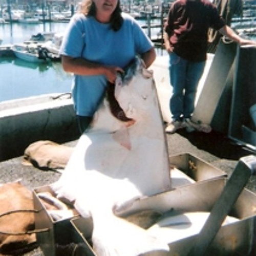 Stream Fishing Report Garibaldi, Oregon 5/29/15 by Tamara Mautner