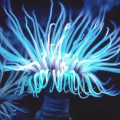 Brian Jonestown Massacre / Anemone (Cronus Remix)