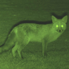 Night Vision ☀ [6c6 x glue70]