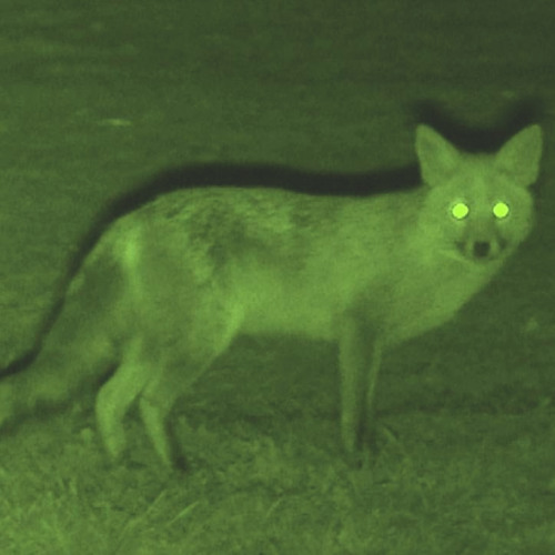 Night Vision ☀ [6c6 x glue70]