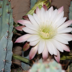 Kyuka Smoke - Atarashi (prod Windwaker x Lord Kyo)