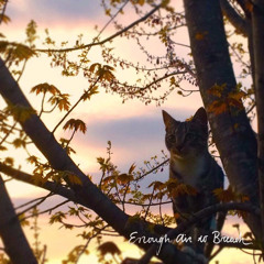 Feathers Of Angel Wings