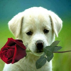 Sammy Kershaw she dont know she's beautiful cover