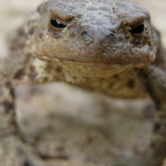 Frogs In The Swamp / Лягушки на болоте