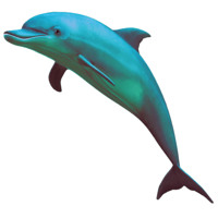 Dolphin Tears - Drip