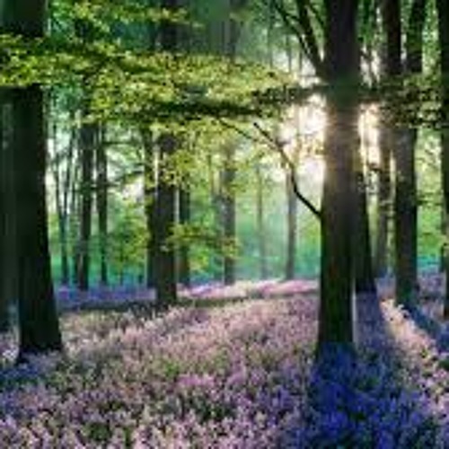 Stream Gathering The Flowers Flowers From The Forest By Devananda Lali Ji By Shamama Lindsey Wise Listen Online For Free On Soundcloud