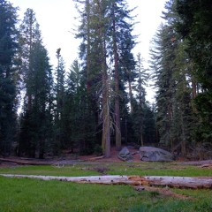 Sequoia National Forest meadow in the morning