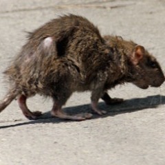 RAT