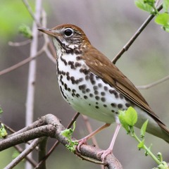 Thrush