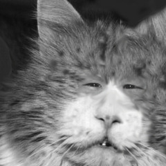 Make Me Want To Meow.MP3