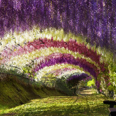 The Secret Garden Project