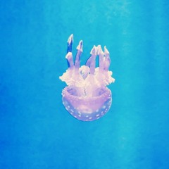 해파리와 춤을