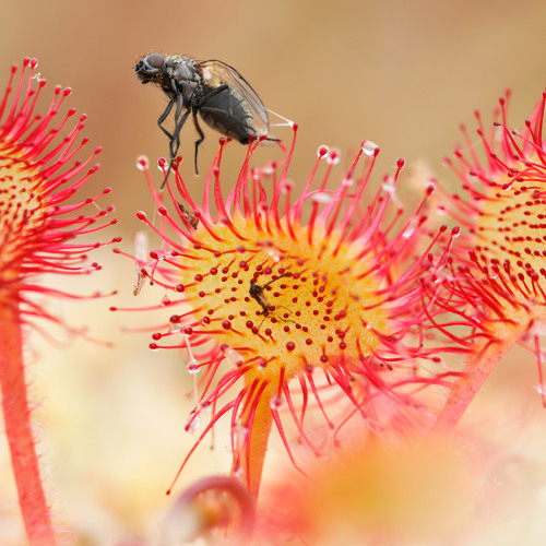 Sundew - Judith Weir