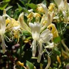 Honeysuckle Breeze