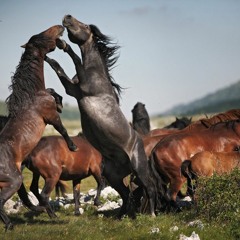 Wild Majestic Horses