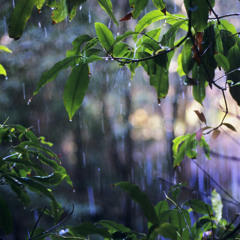 Bellbirds in the Rain - The Glen Nature Reserve, NSW Australia