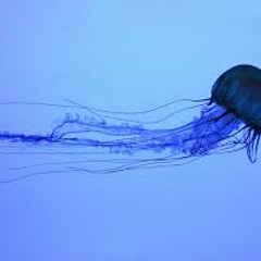 Ensayo y Error (Demo)