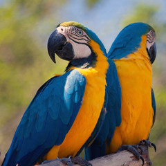 Guacamayo