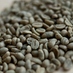 Arabica