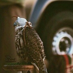 خالد مدعث / ياكثر ماشافت العين من طيب وردى