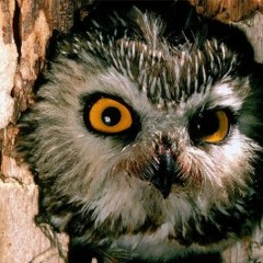 Matisan # LaionBeats - Cortina Y Cortado (en radio InDaHouse)