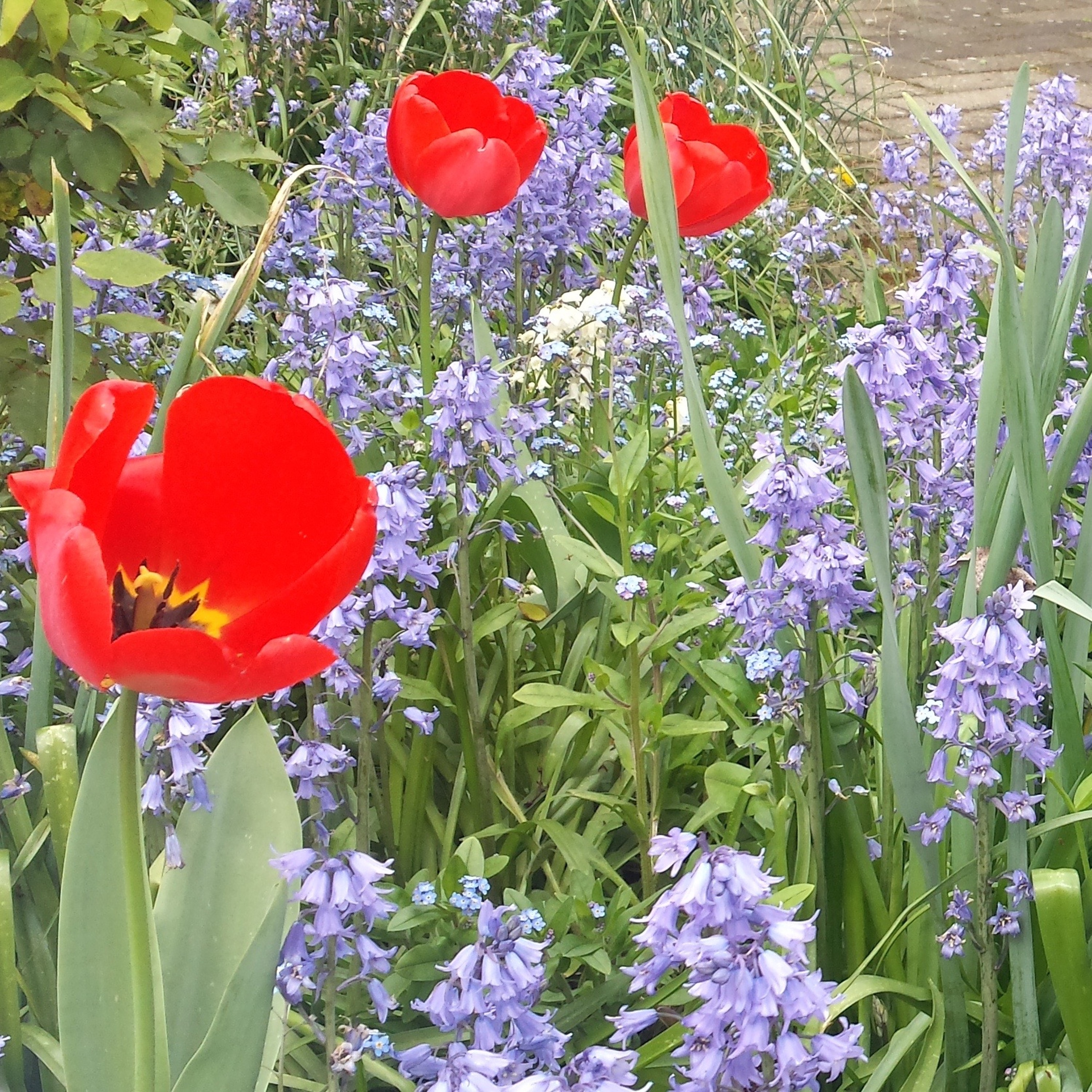 Park Sounds - Sunny Saturday in May in an Urban Park