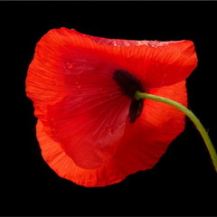 Duett - Cover - Esther & Abi Ofarim - Cinderella Rockefella Von Gerti & Mir