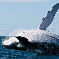 Cry Of The Whale!