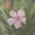 Artwork for Wildwood Flower - June Carter