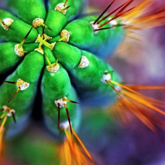 PSYGRESSIVE PROJECT - LIVE