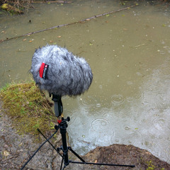 20150429 Clowes Wood, The Blean, Kent - Rain