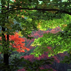 Woods Walking