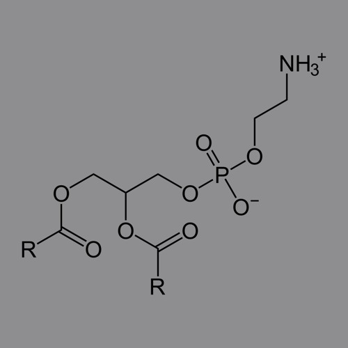 Phosphatidylethanolamine