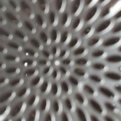 Steez (PROD. ANT 8-BIT)